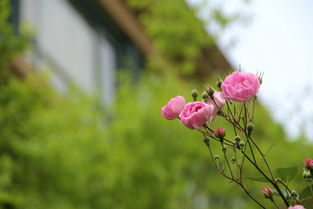 花儿烂漫