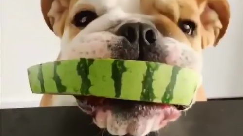 原来狗狗也爱吃西瓜啊 