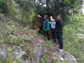 龙山一男子无证采伐被拘