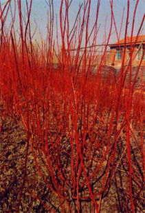 红端木花语,红端木的图片