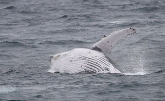 壮观 座头鲸成群迁徙 海面翻滚跳跃似表演 