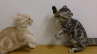 猫咪打架 – 