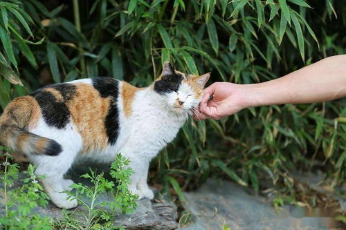 5种高颜值的田园猫 第1种人人爱,第5种罕见难求