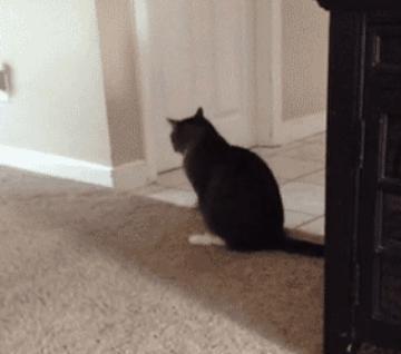 猫咪为什么喜欢在地上蹭屁股 它都不嫌疼的么