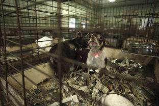 美国加州新法律 宠物店只能卖获救动物 网友一致大推 台湾快跟进啊 