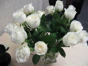 白玫瑰的花语小说,白玫瑰话花语