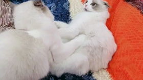 仙女布偶猫到底能在沙发上坐多久