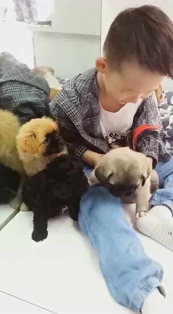 小狗都喜欢围着小孩 
