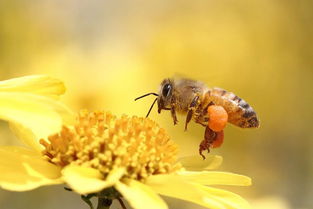 冷知识 蜜蜂可以识别人脸,却无法分辨同类