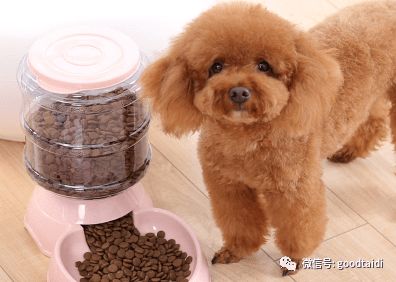 总结了泰迪犬的6种性格,很多人喜欢前两种,你喜欢哪一种