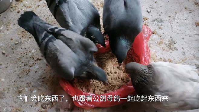 鸽子喜欢吃米饭和米糠,你们见过鸽子吃米饭的吗 
