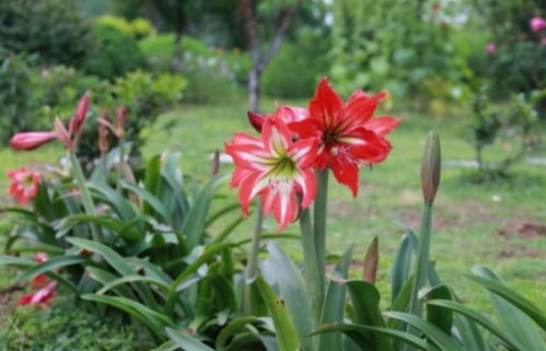 小朱顶红养多久才能开花,朱顶红的