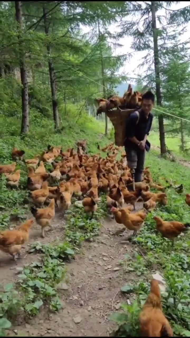 大山里养鸡,生活自在开心 