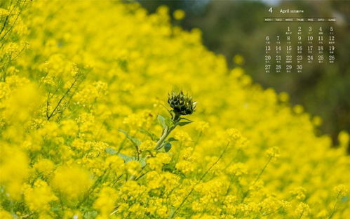 2020年4月油菜花风景写真日历