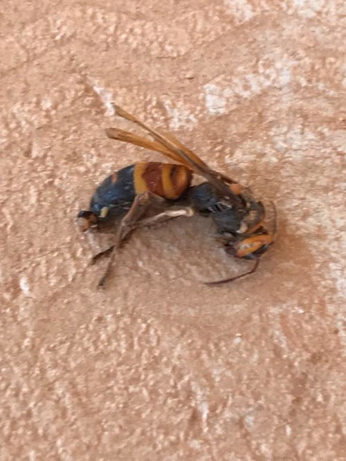 这是什么种类的蜂,5厘米大小,朝你直线飞来的时候头皮发麻 