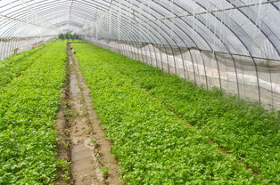 蔬菜大棚土壤酸化如何改良 