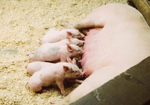 母猪一般的分娩周期和生育年限是多久 如何减少母猪分娩死胎