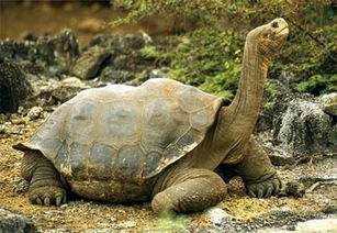 世界上最大的陆生乌龟