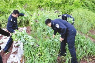 罂粟开在农家地 大妈说种子是捡来的 