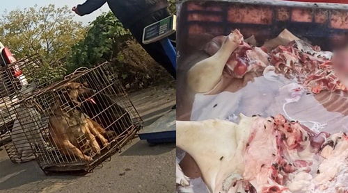 揭秘毒狗肉产业链 有狗贩子偷狗后跨省屠宰,肉内残留毒药或可危及人命
