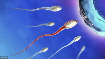 精子 精子是如何形成的