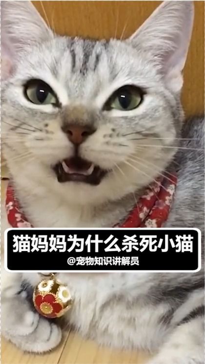 宠物科普 为什么有的猫妈会吃掉小猫 切记不要在它面前这样做 