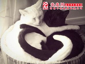 梦见黑猫和白猫