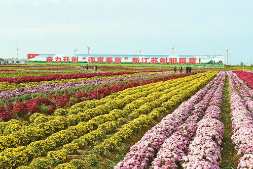 探访中国最大菊花种植基地：万亩金黄，美丽与财富并存！