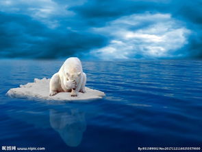 北极熊 bear图片 