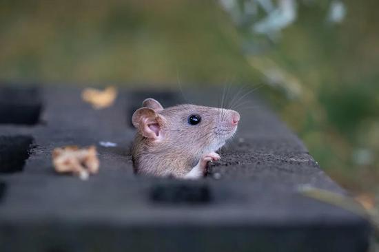 近两年数次出现的鼠疫会发生大流行吗
