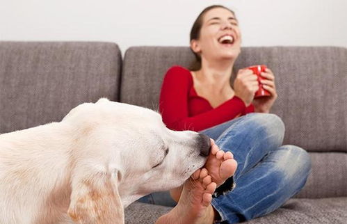 狗狗舔舐的五个含义,过度的舔舐,其实是狗狗向主人求助的信号