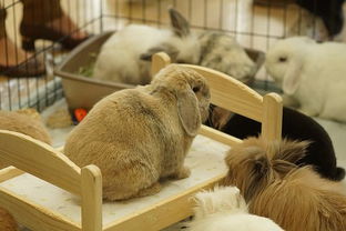 养兔子那些事 兔场感染真菌能治吗,兔场兔子感染真菌能治吗