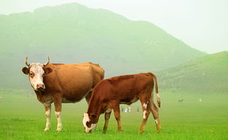属牛人最怕的人是谁,属牛的今年多大了
