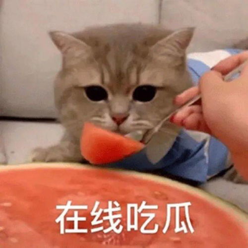 图片[4]-了解吃瓜表情包猫咪-51吃瓜网