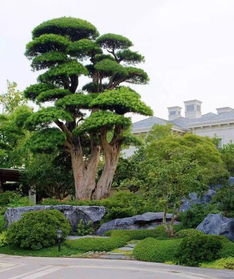 庭院绿化树种罗汉松