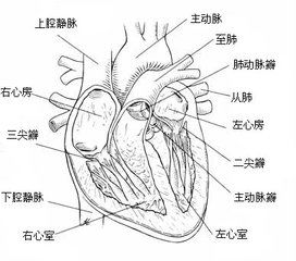 哪些原因导致先天性心脏病 