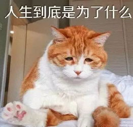 家里就是一个巨大猫砂盆,尿哪里全看心情 猫咪乱尿六大解决方法