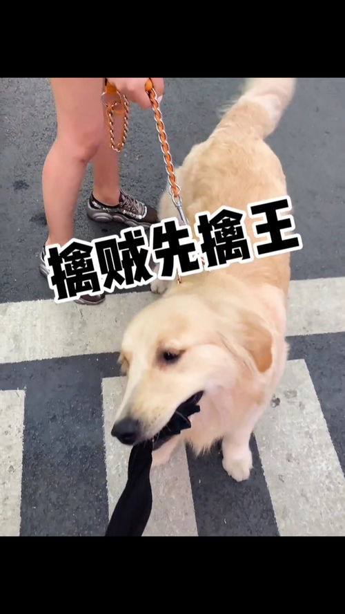 狗咬我,我把狗主人反咬一口没问题吧 