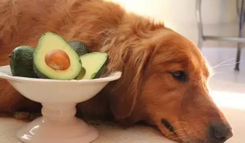 狗狗不能吃的水果,你都知道吗