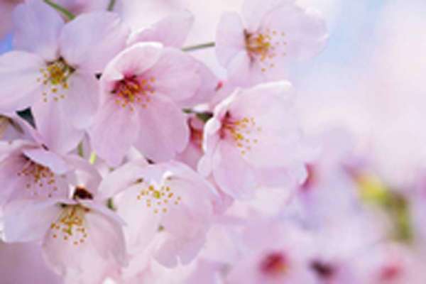 樱花有几种颜色 颜色不同所代表的寓意不同