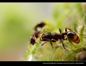 蚂蚁的蚁组词三年级上册