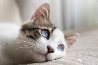 猫眼中的世界是什么颜色 
