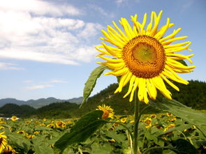 太阳花寓意怎么样,太阳花象征什么