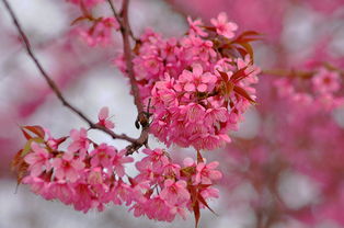 樱花草的花语和寓意,樱花草的美丽传说：爱情与希望的象征