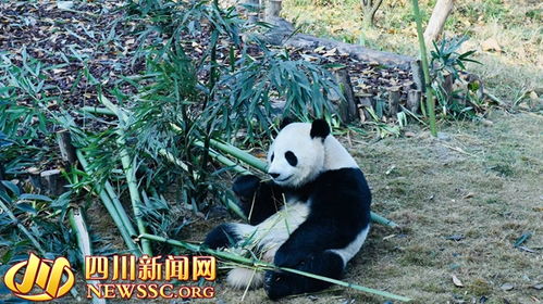 成都大熊猫基地扩建区预开园 试运营第一天熊猫们怎么迎新年