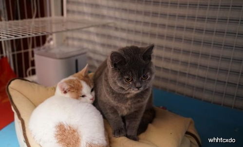 沐米猫舍 可爱的猫咪为何要面对残忍的手术