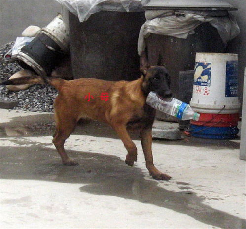 马犬怎么训练听话,马犬怎么训练听话视频教程