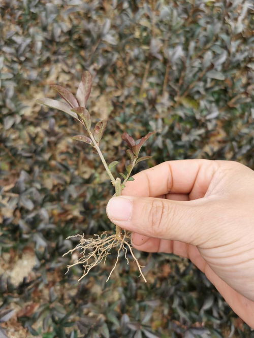 照山白的养殖方法及管理,介绍照山