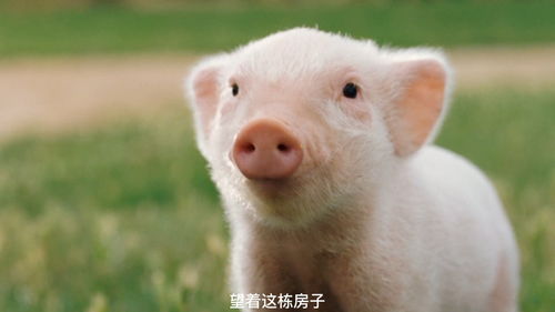 这头小猪一生下来,它的命运似乎就被注定了,在冬天就会被做成腊肠 