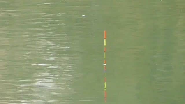 黄河水3米水深清澈见底,会有鱼吗 